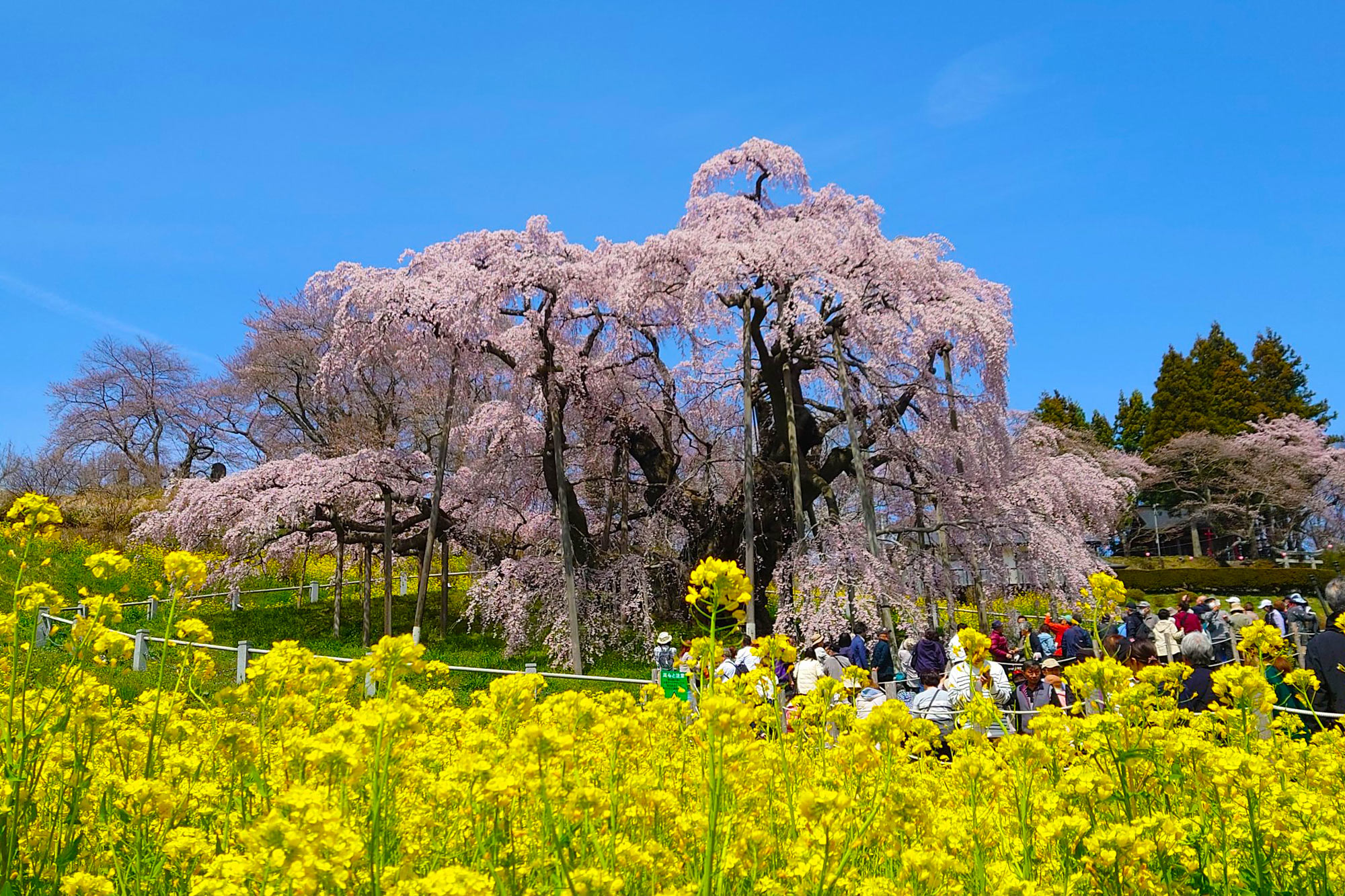 櫻花舞東北X足立紫藤7日